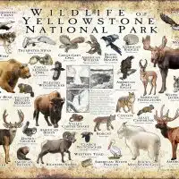 Wildlife of Yellowstone National Park poster print