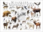 Wildlife of Yellowstone National Park poster print