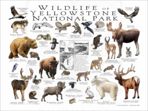 Wildlife of Yellowstone National Park poster print
