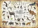 Wildlife of the Black Forest poster
