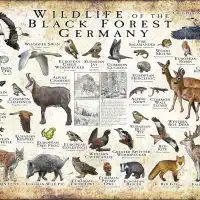 Wildlife of the Black Forest poster