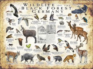 Wildlife of the Black Forest poster