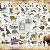 Animals of Golden Gate Park poster print