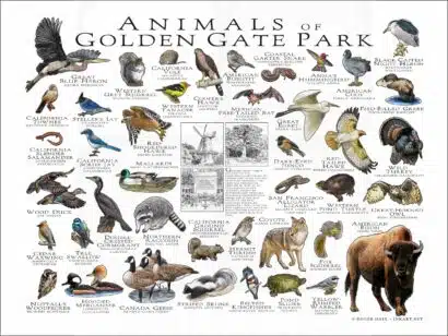Animals of Golden Gate Park poster print