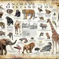 Animals of the Oakland Zoo poster print