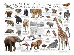 Animals of the Oakland Zoo poster print