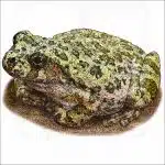 Canyon Tree Frog illustration