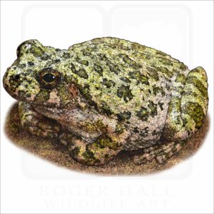 Canyon Tree Frog illustration