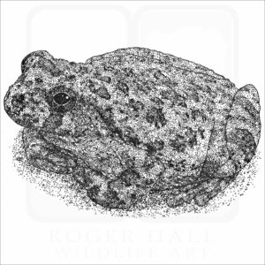 Canyon Tree Frog black and white illustration