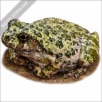 Canyon Tree Frog stock image