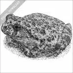 Canyon Tree Frog black and white stock image