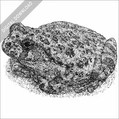Canyon Tree Frog black and white stock image