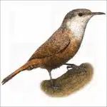 Canyon Wren illustration