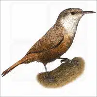 Canyon Wren illustration