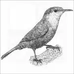Canyon Wren black and white illustration