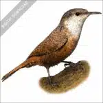 Stock art illustration of a Canyon Wren