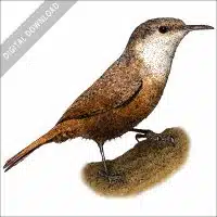 Stock art illustration of a Canyon Wren