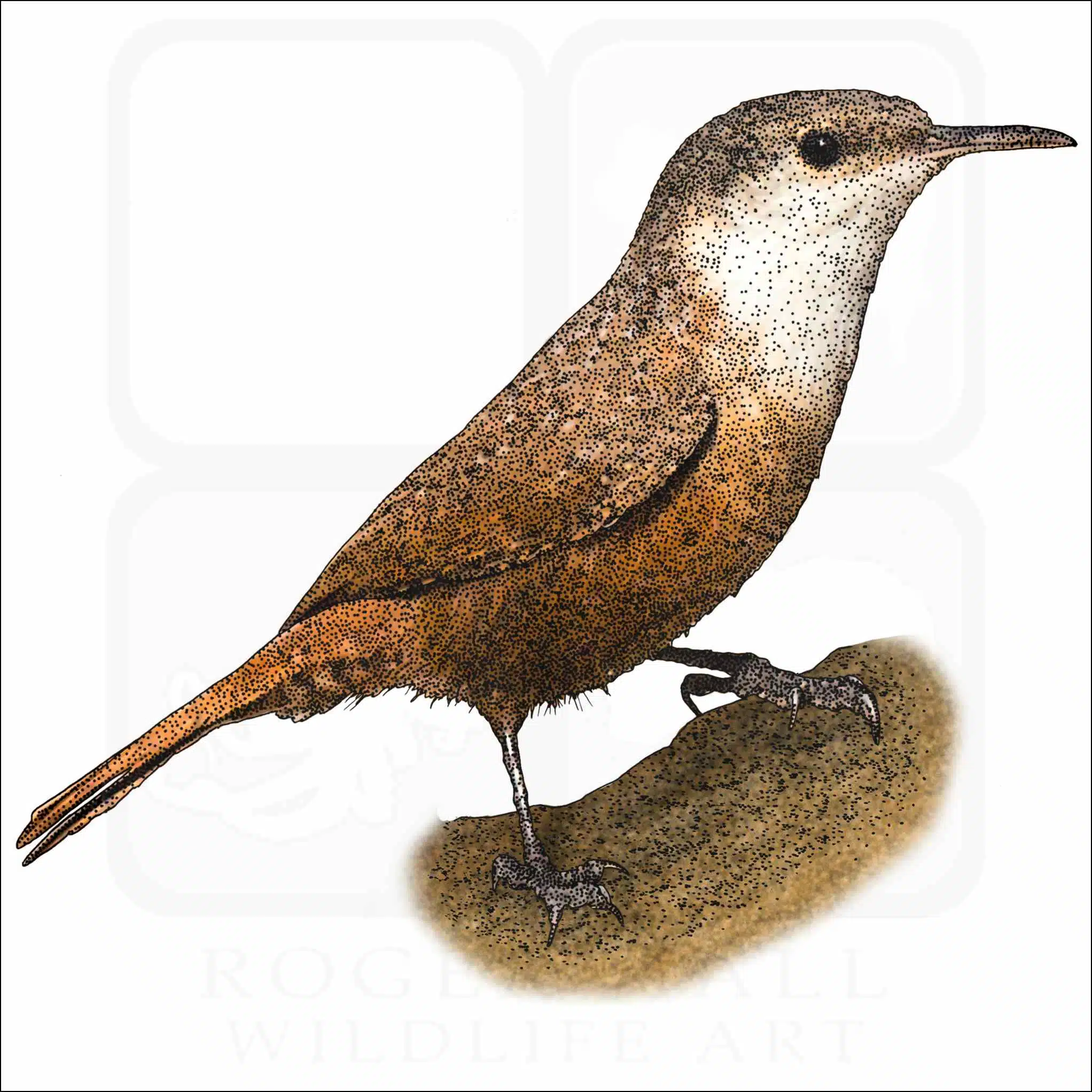 Canyon Wren Canyon Wren illustration