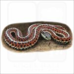 Coastal Garter Snake illustration