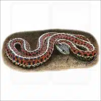 Coastal Garter Snake illustration