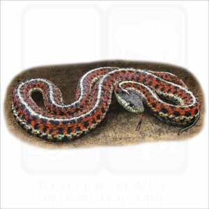 Coastal Garter Snake illustration