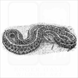Coastal Garter Snake black and white drawing