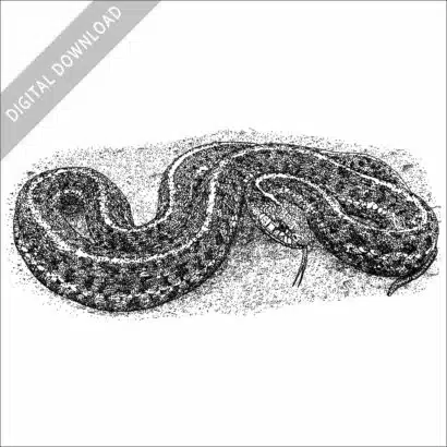 Coastal Garter Snake black and white stock drawing