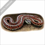 Coastal Garter Snake stock image