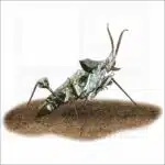Devil's Flower Mantis illustration