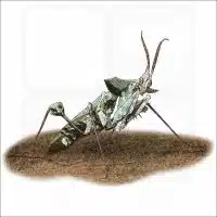 Devil's Flower Mantis illustration