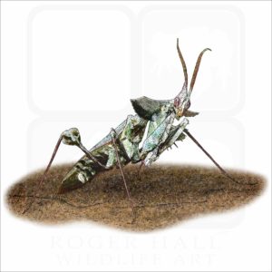 Devil's Flower Mantis illustration