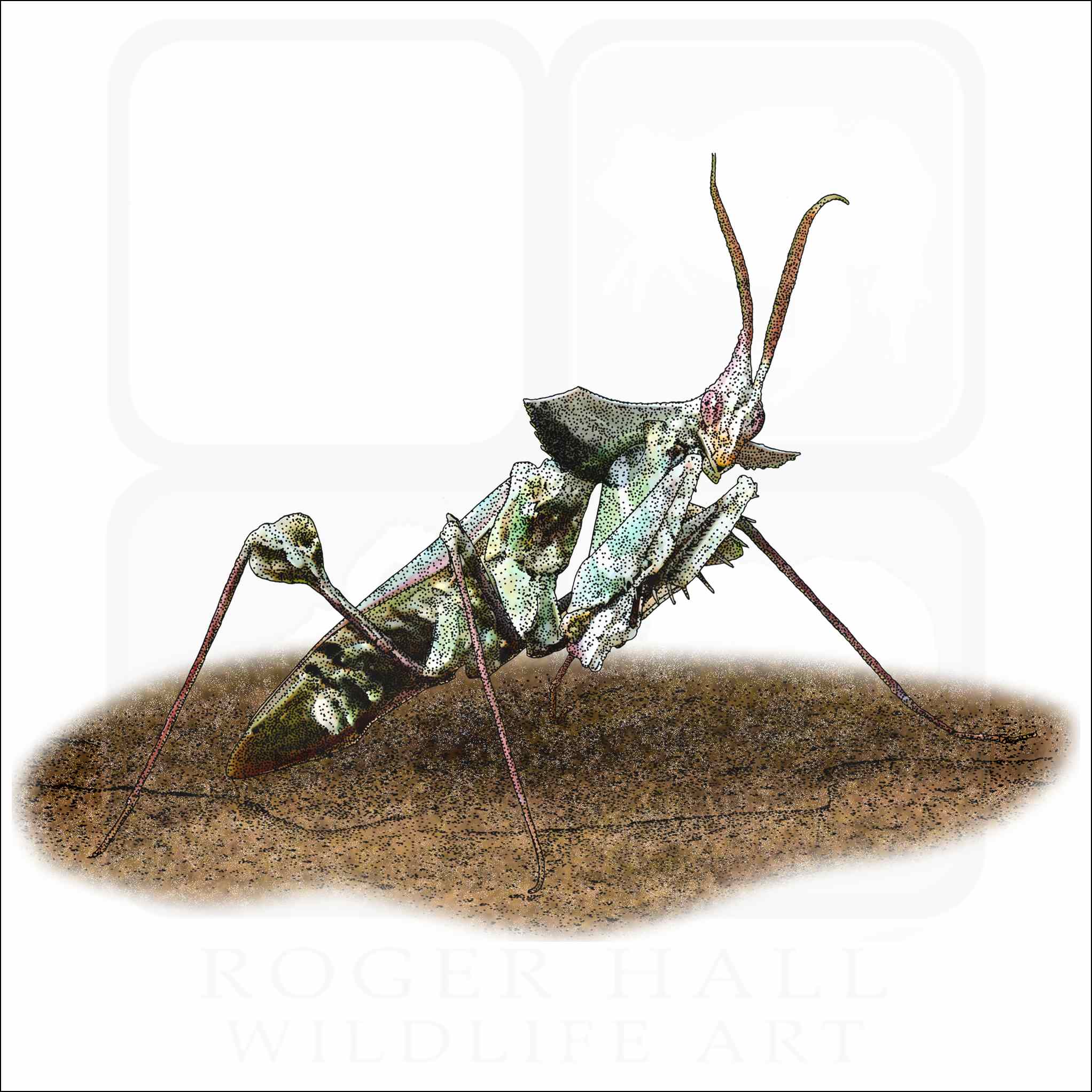 Devil's Flower Mantis Devil's Flower Mantis illustration