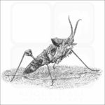 Devil's Flower Mantis black and white illustration