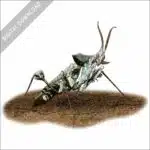 Devil's Flower Mantis stock art image