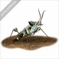Devil's Flower Mantis stock art image