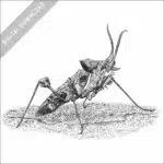 Devil's Flower Mantis black and white stock image