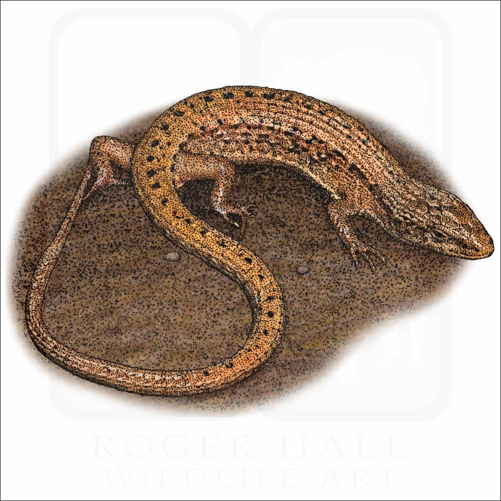 Northern Alligator Lizard - Signed Fine Art Print