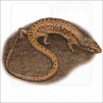 Northern Alligator Lizard illustration