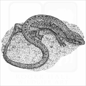 Northern Alligator Lizard black and white drawing