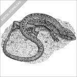 Northern Alligator Lizard black and white stock image