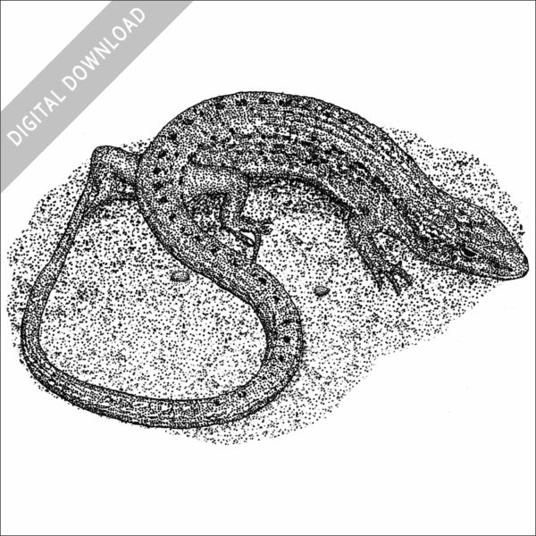 Northern Alligator Lizard black and white stock image