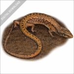 Northern Alligator Lizard stock image