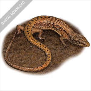 Northern Alligator Lizard stock image