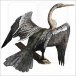 Oriental Darter illustration