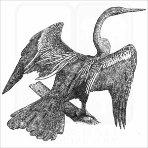 Oriental Darter black and white drawing