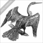 Oriental Darter black and white stock image