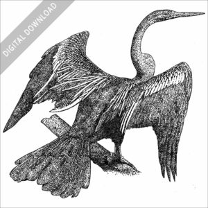 Oriental Darter black and white stock image