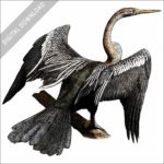 Oriental Darter stock art image