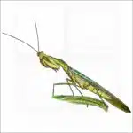 Peruvian Shield Mantis illustration