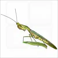 Peruvian Shield Mantis illustration